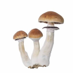 Classic Psilocybe cubensis Amazonia grow kit 2