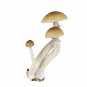 classic b+ magic mushroom grow kit