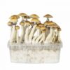 classic b+ magic mushroom grow kit