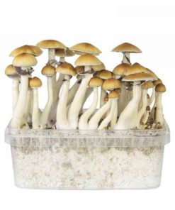 classic b+ magic mushroom grow kit