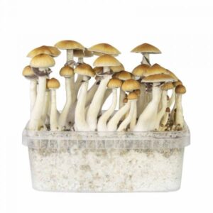 classic b+ magic mushroom grow kit