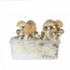 classic Chitwan Grow kit 1
