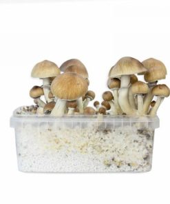 classic Chitwan Grow kit 1