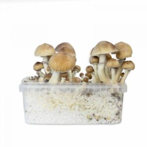 classic Chitwan Grow kit 1