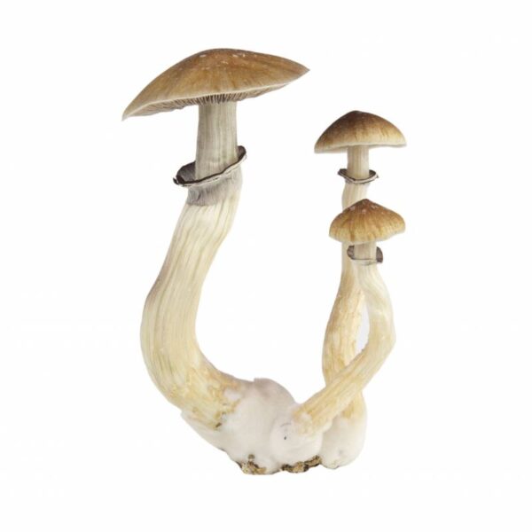 classic mexican magic mushroom grow kit