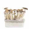 classic mexican magic mushroom grow kit