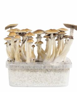 classic mexican magic mushroom grow kit