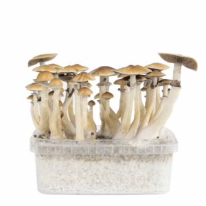 classic mexican magic mushroom grow kit