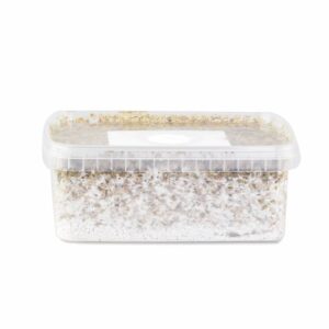 classic mexican magic mushroom grow kit