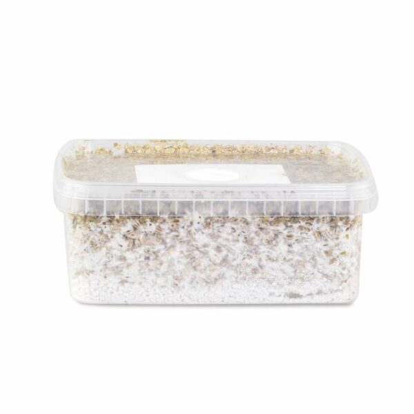 classic mexican magic mushroom grow kit