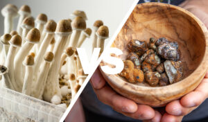 Magic Mushrooms vs. Magic Truffles