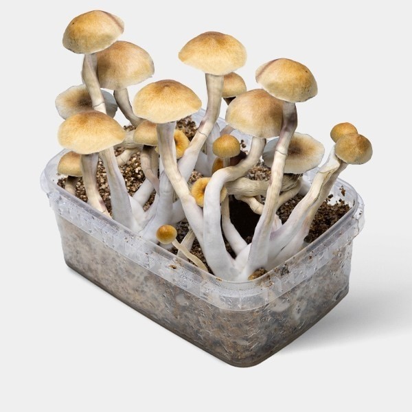 magic mushroom grow kit