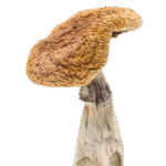 dry mushrooms
