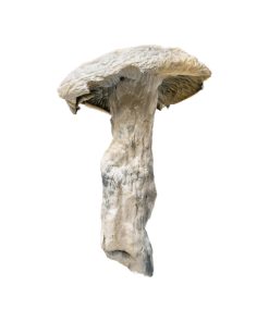 Leucistic Jedi Mind Fuck Mushroom