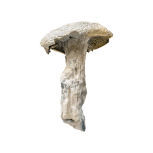 Leucistic Jedi Mind Fuck Mushroom