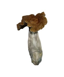 Mazatec Magic Mushrooms