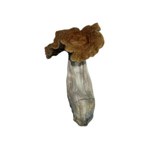 Mazatec Magic Mushrooms