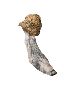 Old Dirty Penis Envy Mushroom