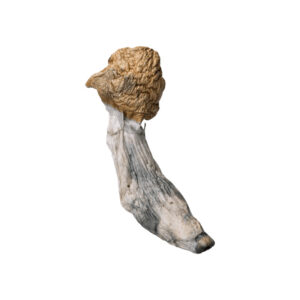 Old Dirty Penis Envy Mushroom