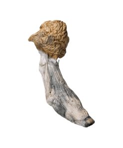 Thrasher Penis Envy Magic Mushroom