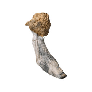 Thrasher Penis Envy Magic Mushroom