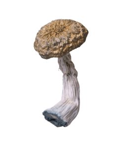 An image of Blue Envy Magic Mushroom