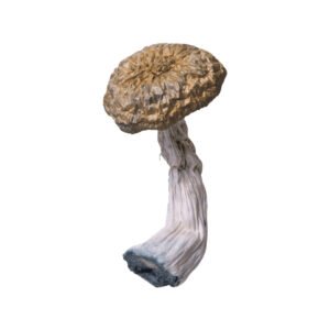 An image of Blue Envy Magic Mushroom