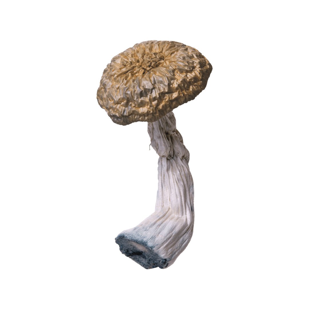 An image of Blue Envy Magic Mushroom