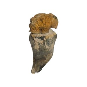 An Image of YAK (Yeti x Melmac) Magic Mushrooms